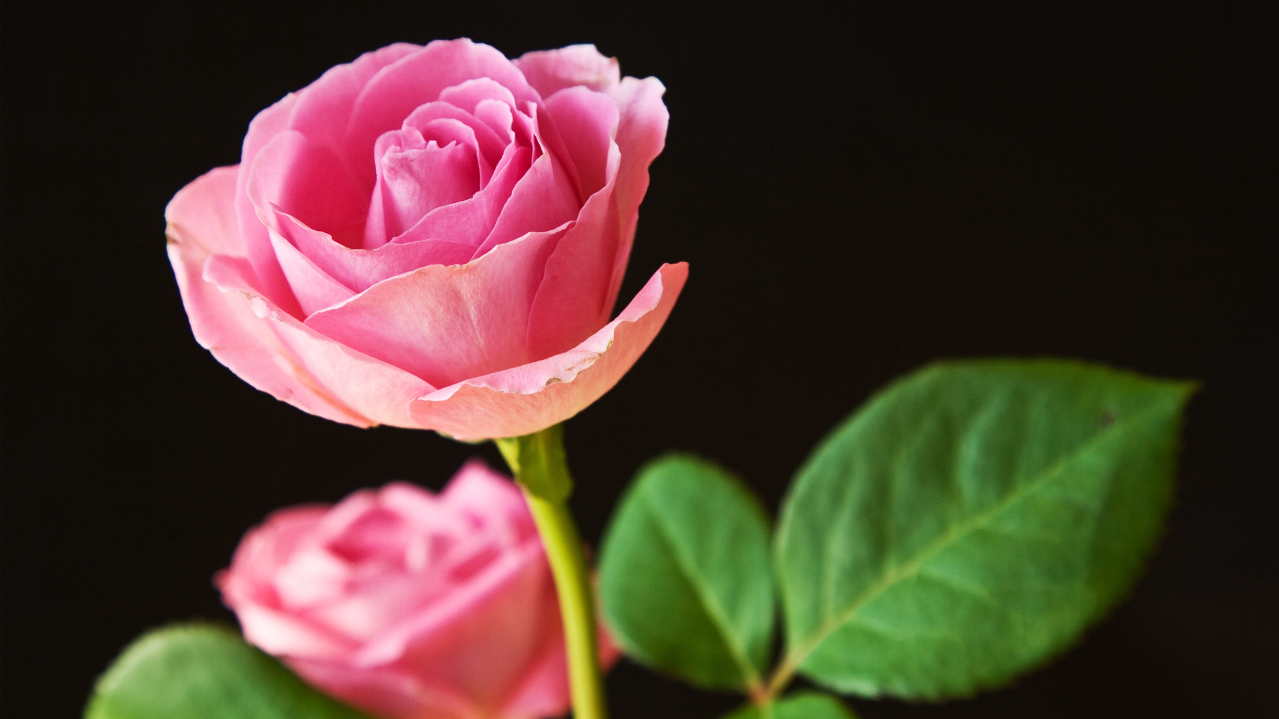 Best Pink Roses9991412782 - Best Pink Roses - Roses, Rose, Pink, Best